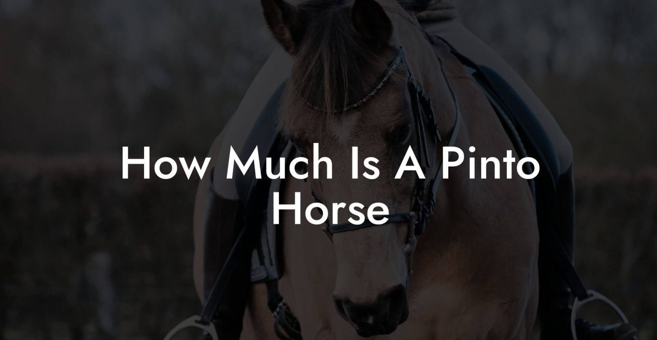 How Much Is A Pinto Horse