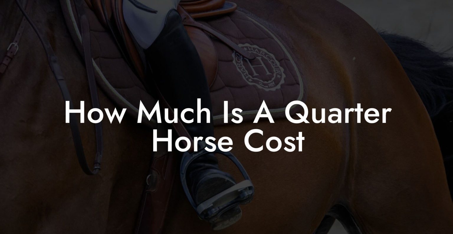 How Much Is A Quarter Horse Cost How To Own a Horse