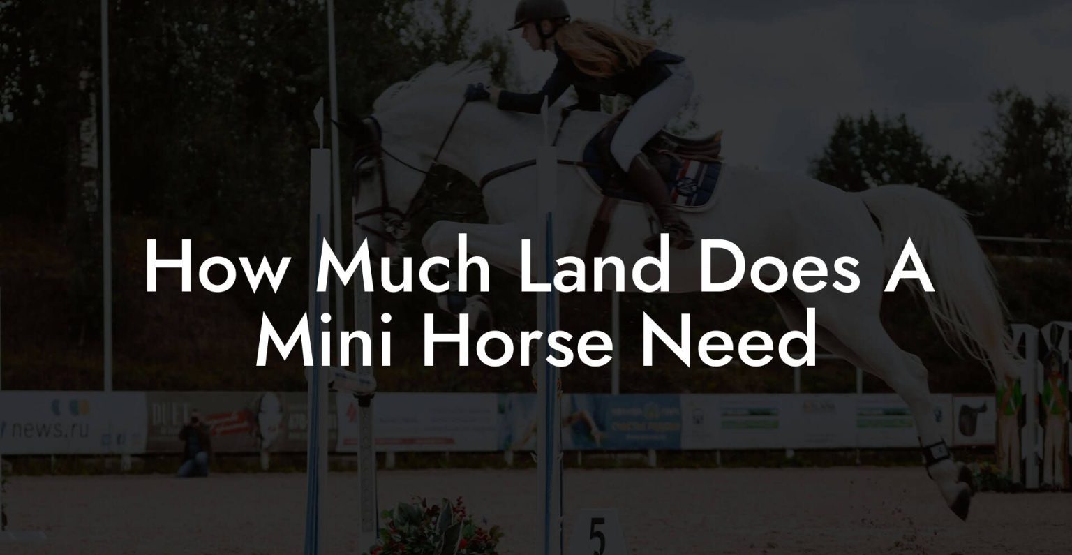 How Much Land Does A Mini Horse Need How To Own a Horse