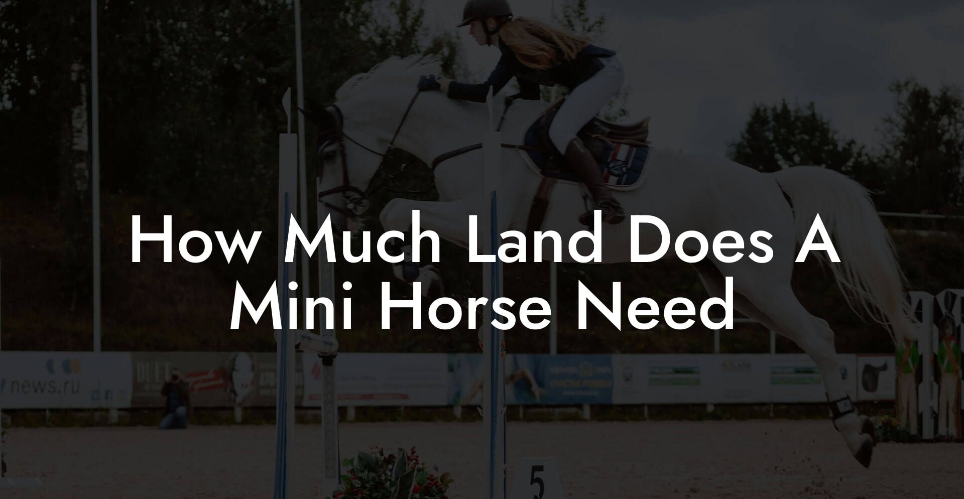 How Much Land Does A Mini Horse Need