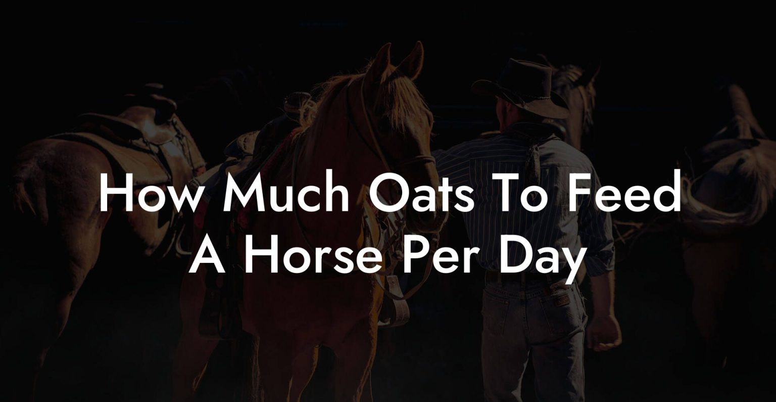 How Much Oats To Feed A Horse Per Day How To Own a Horse