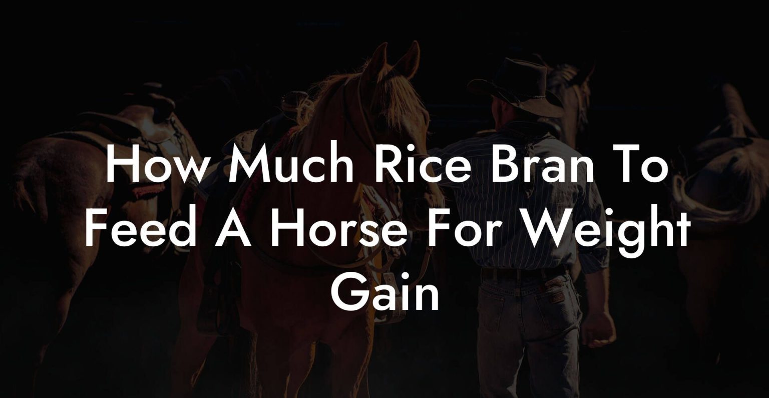 How Much Rice Bran To Feed A Horse For Weight Gain How To Own a Horse