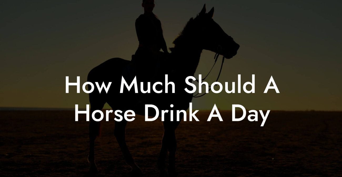 How Much Should A Horse Drink A Day