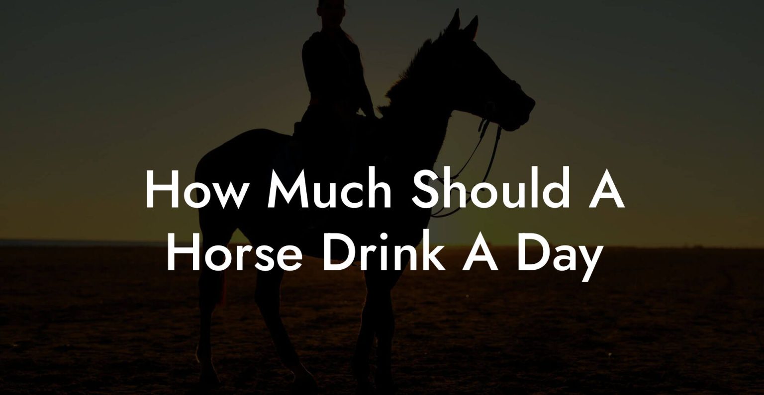 How Much Should A Horse Drink A Day How To Own a Horse