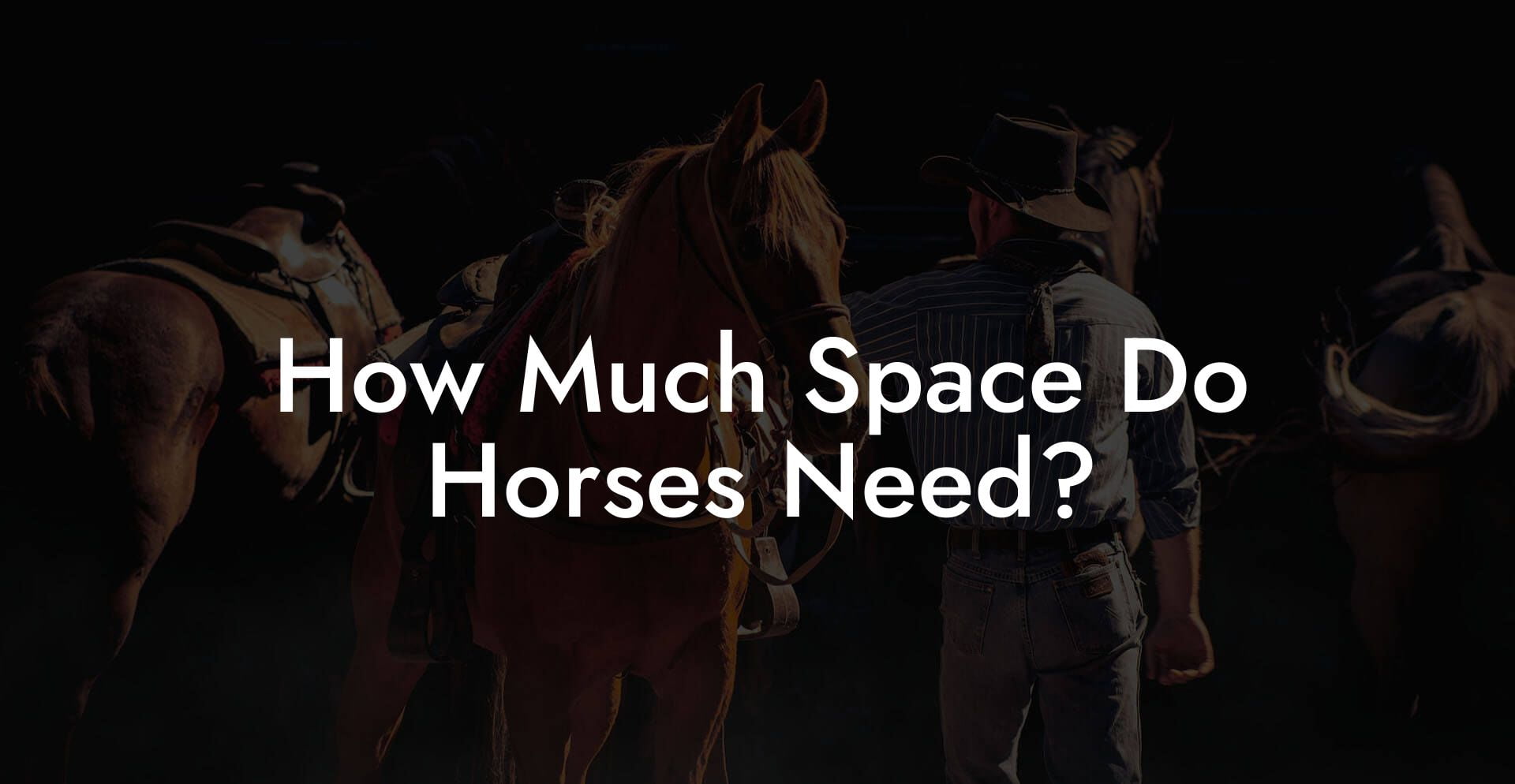 How Much Space Do Horses Need?