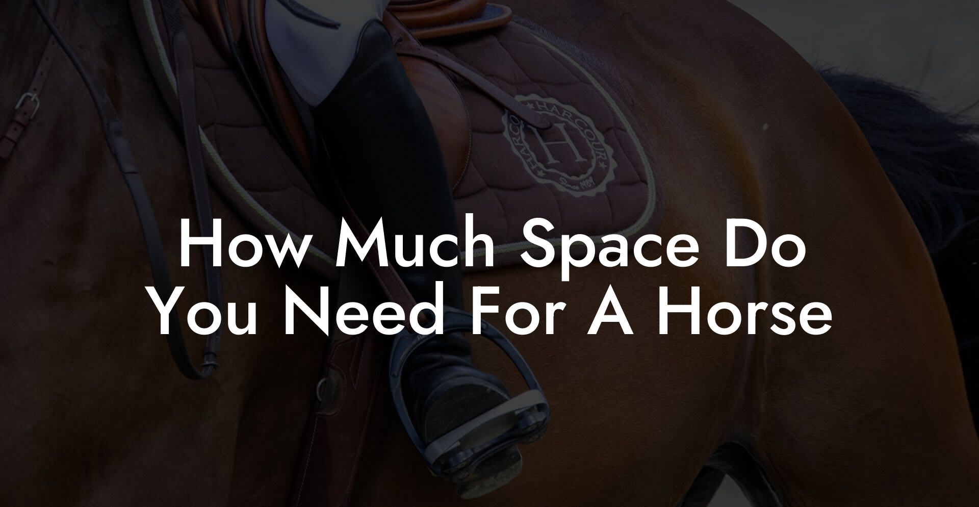 How Much Space Do You Need For A Horse