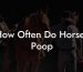 How Often Do Horses Poop