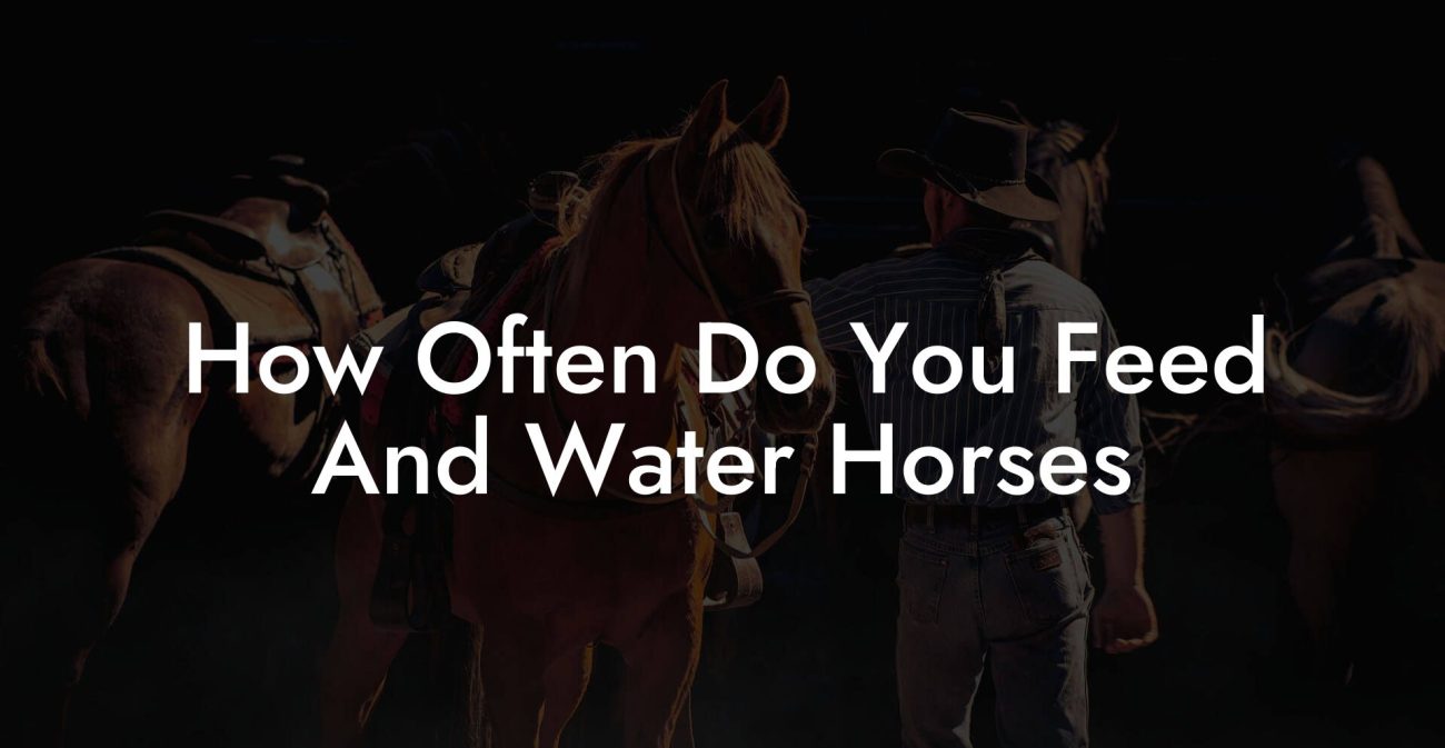 How Often Do You Feed And Water Horses