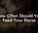 How Often Should You Feed Your Horse