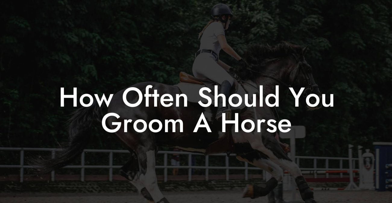 How Often Should You Groom A Horse