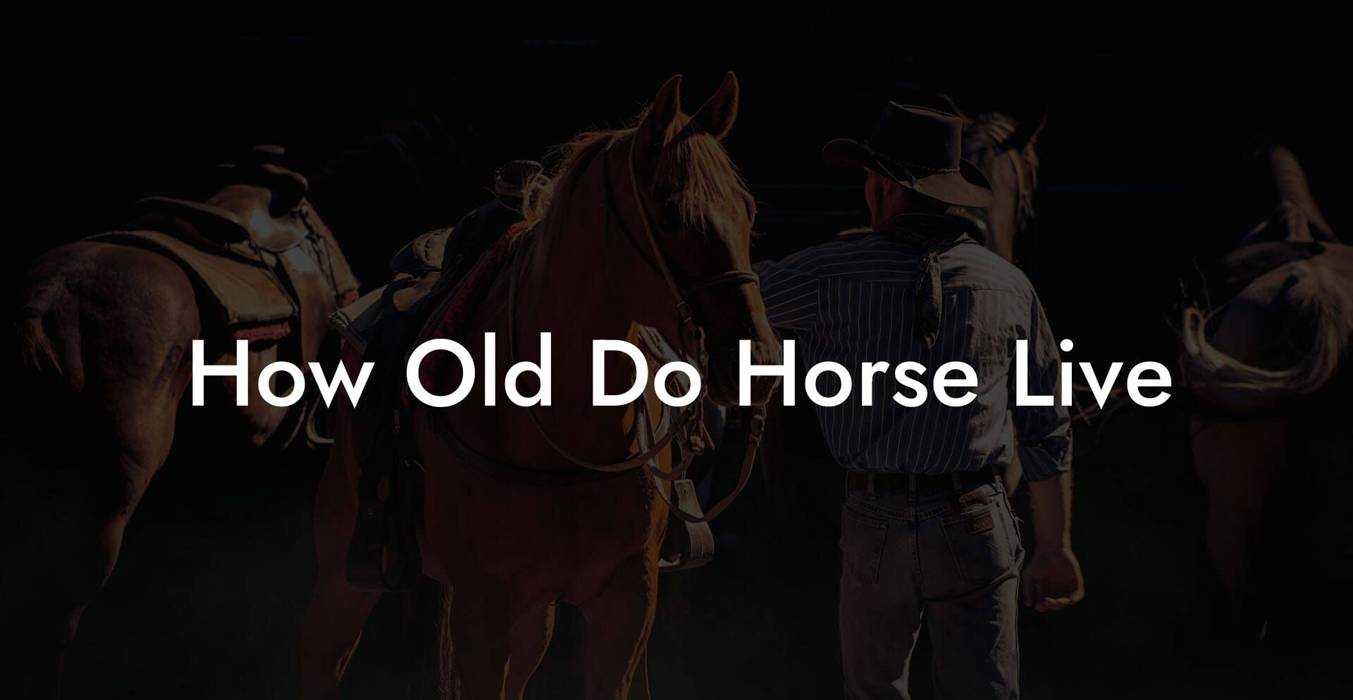 How Old Do Horse Live
