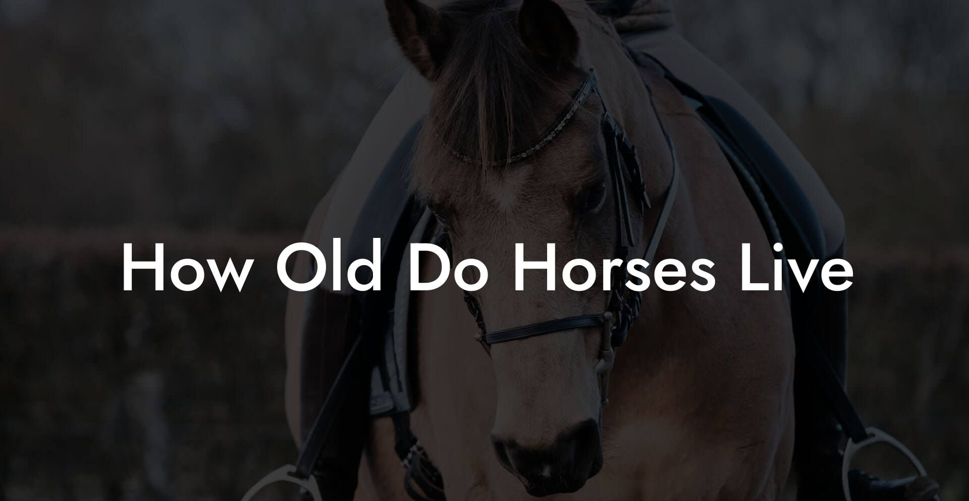 How Old Do Horses Live