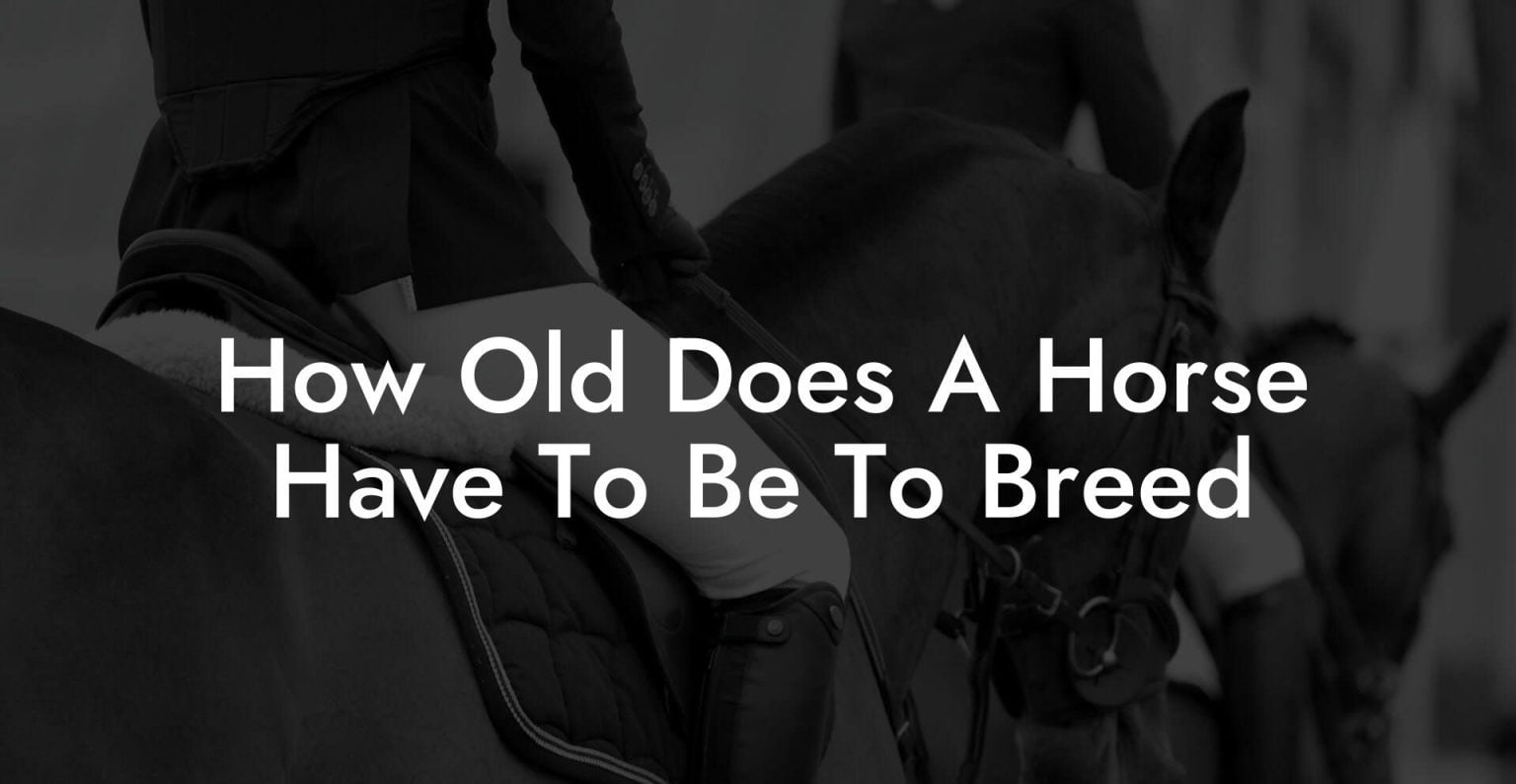 How Old Does A Horse Have To Be To Breed - How To Own a Horse