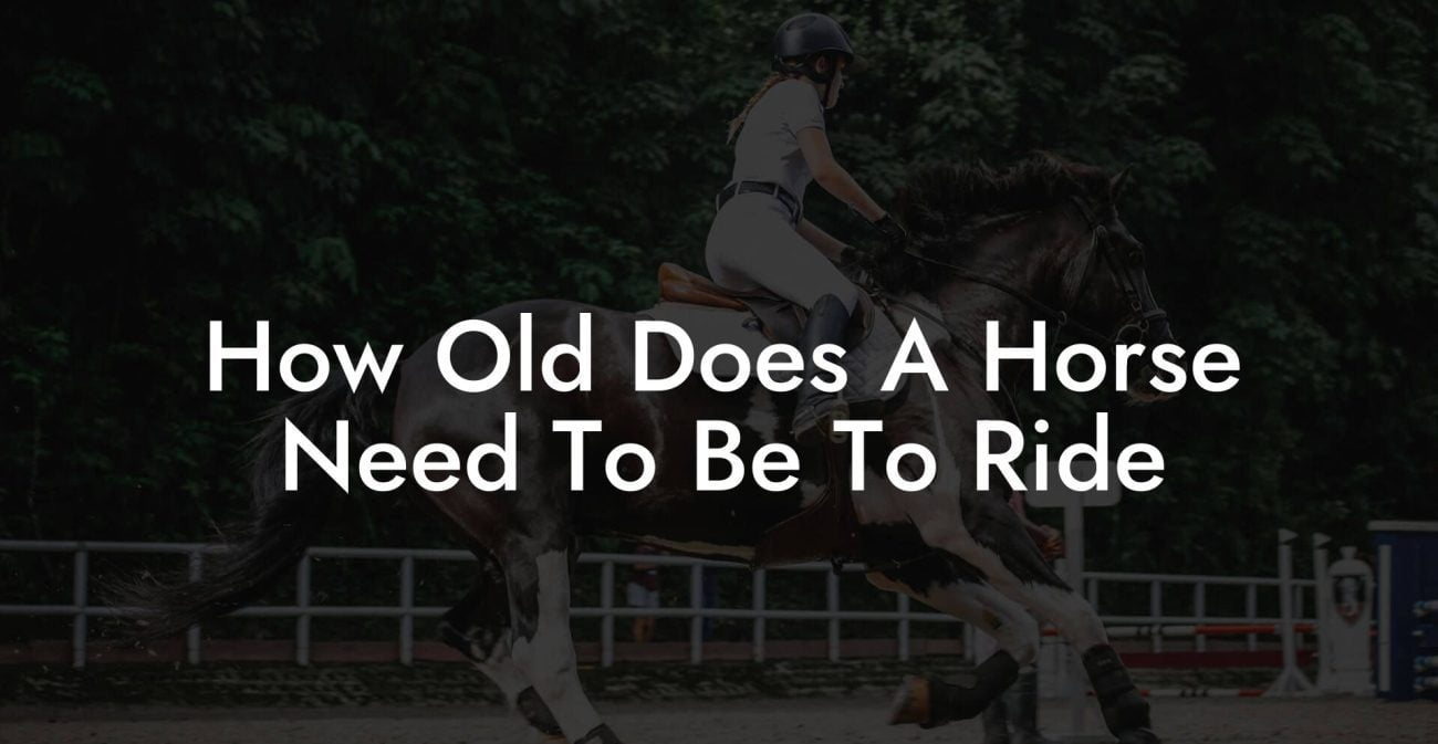 How Old Does A Horse Need To Be To Ride