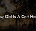 How Old Is A Colt Horse