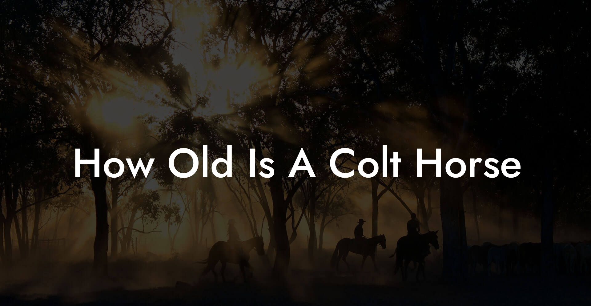 How Old Is A Colt Horse How To Own a Horse