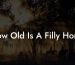 How Old Is A Filly Horse