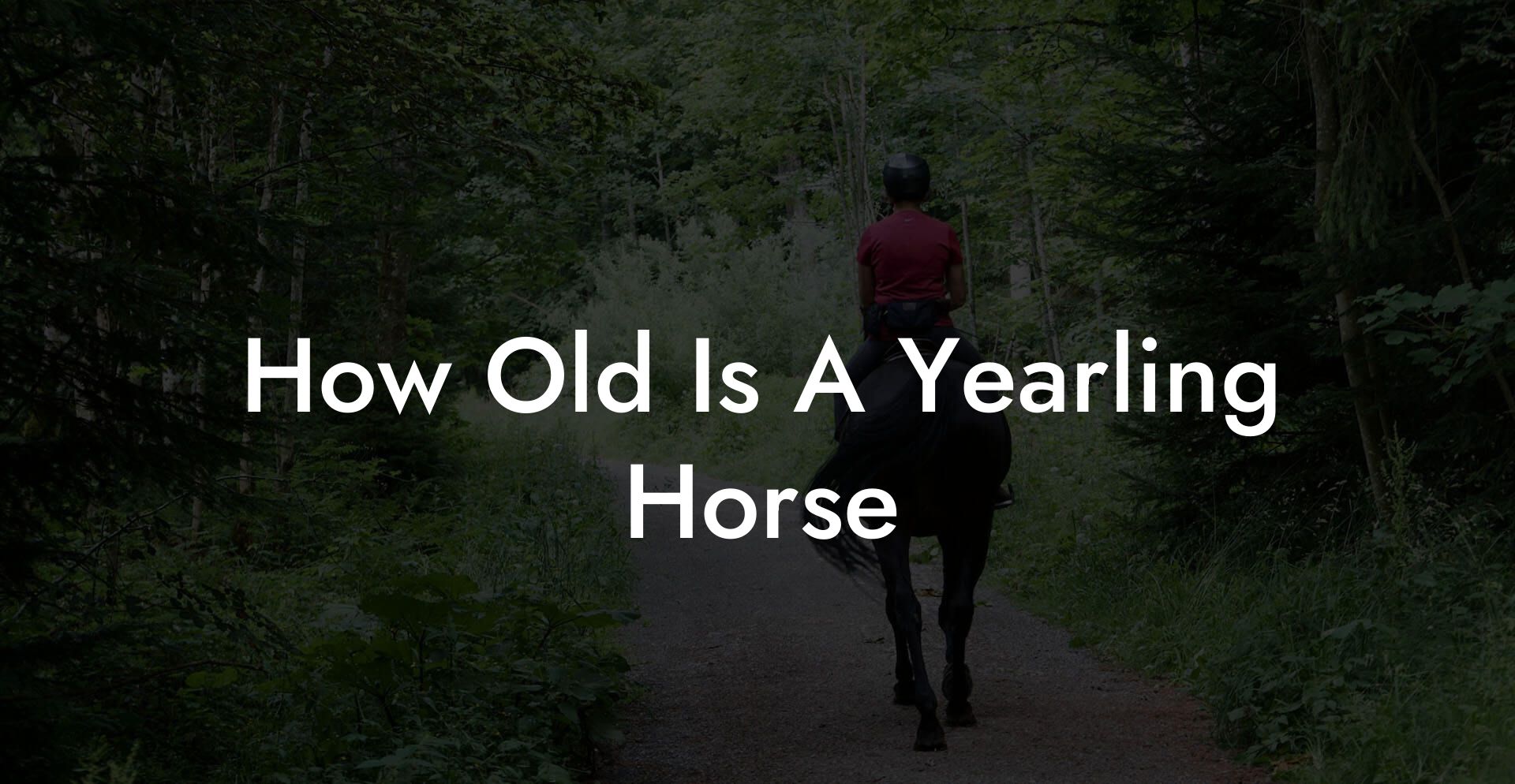 How Old Is A Yearling Horse