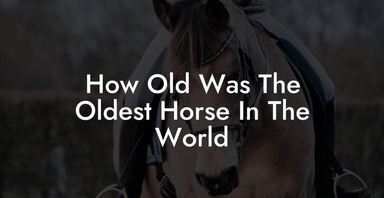 How Old Was The Oldest Horse In The World - How To Own a Horse