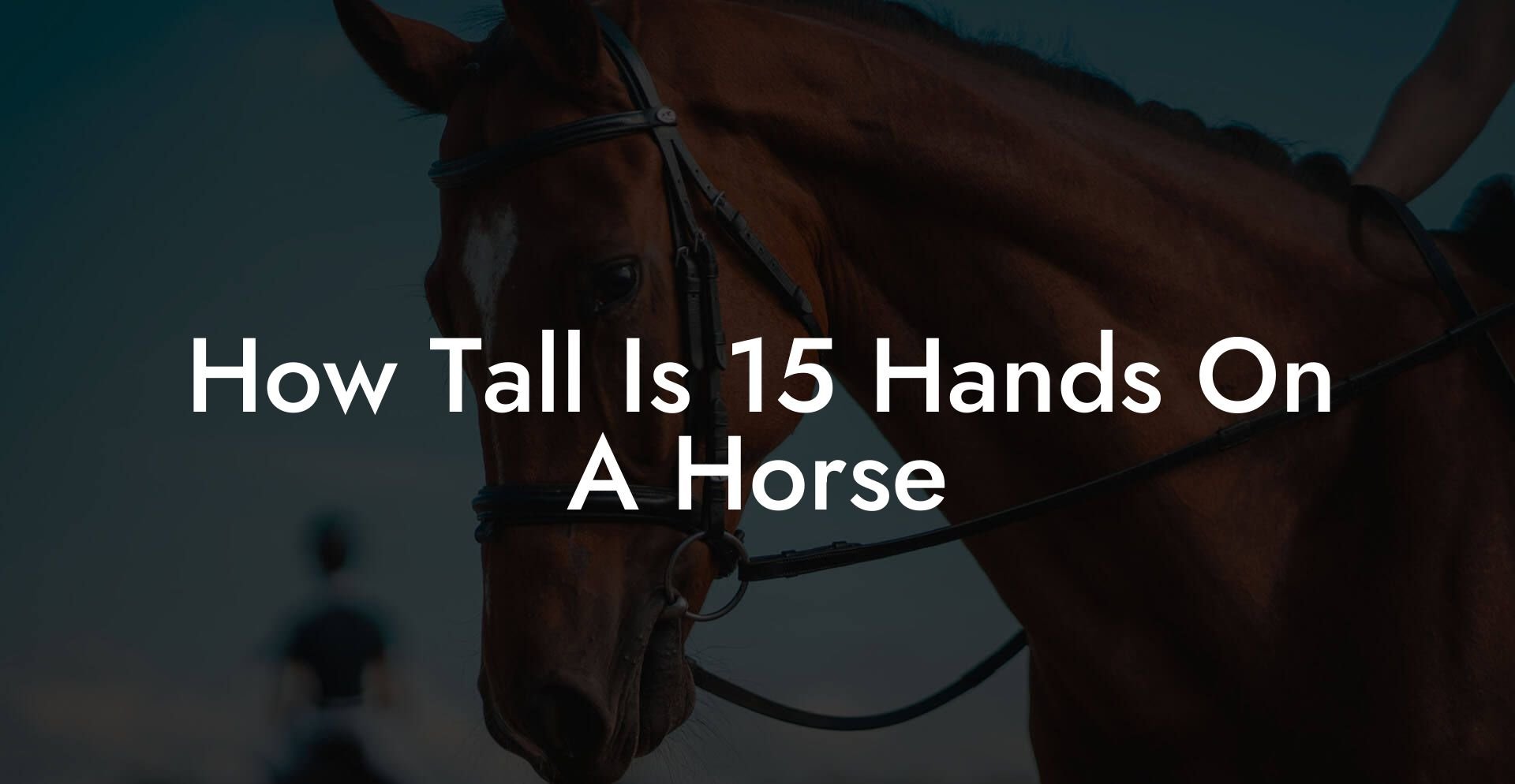 How Tall Is 15 Hands On A Horse