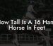 How Tall Is A 16 Hand Horse In Feet