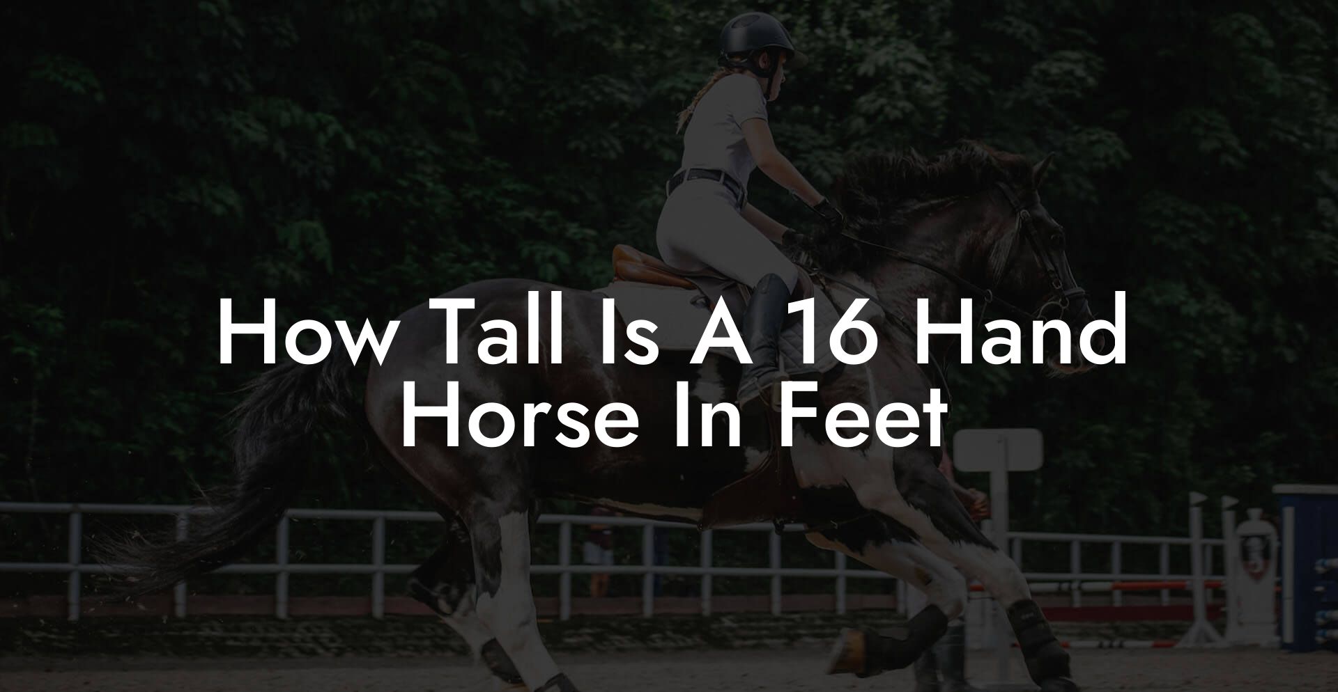 How Tall Is A 16 Hand Horse In Feet