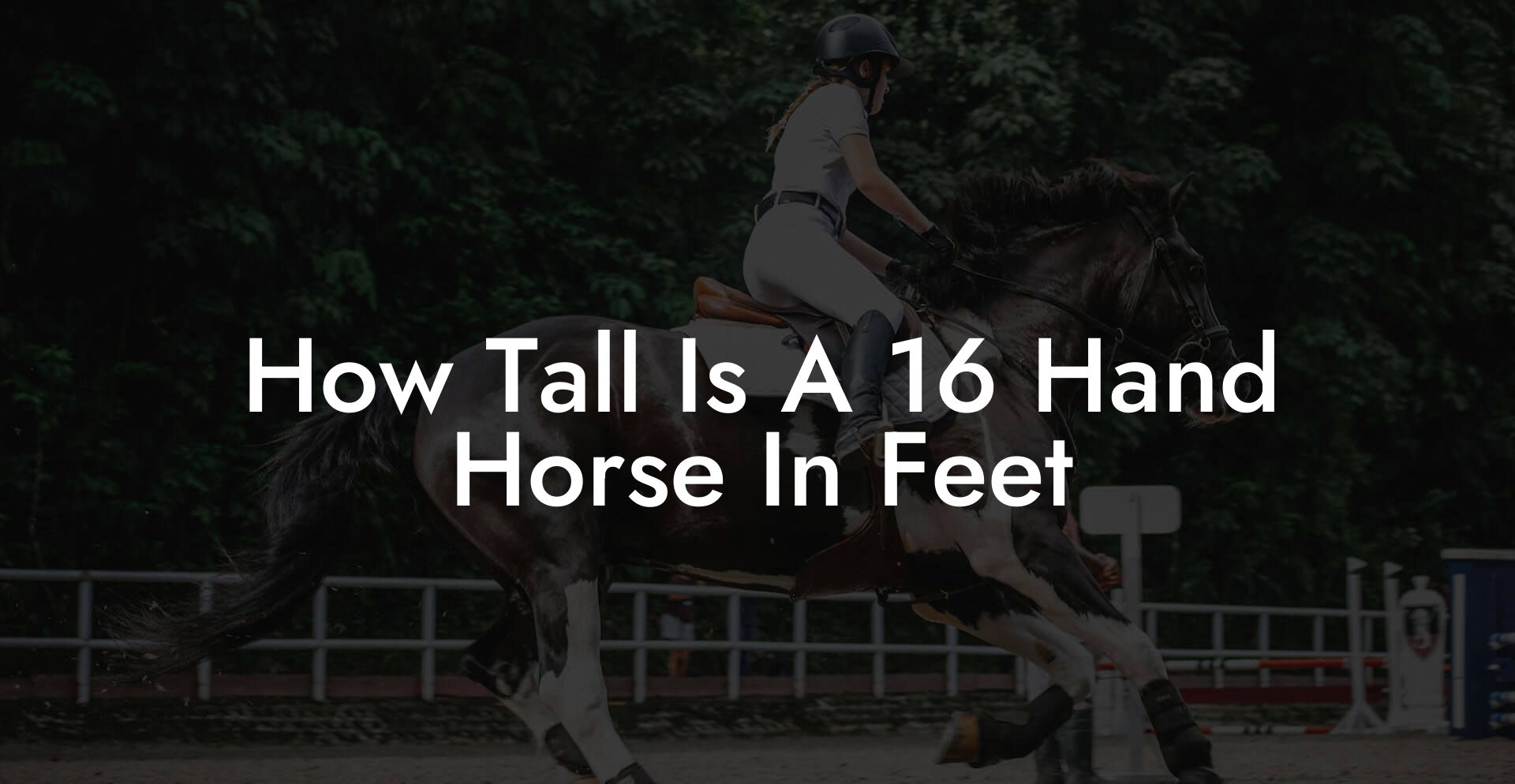 How Tall Is A 16 Hand Horse In Feet How To Own A Horse