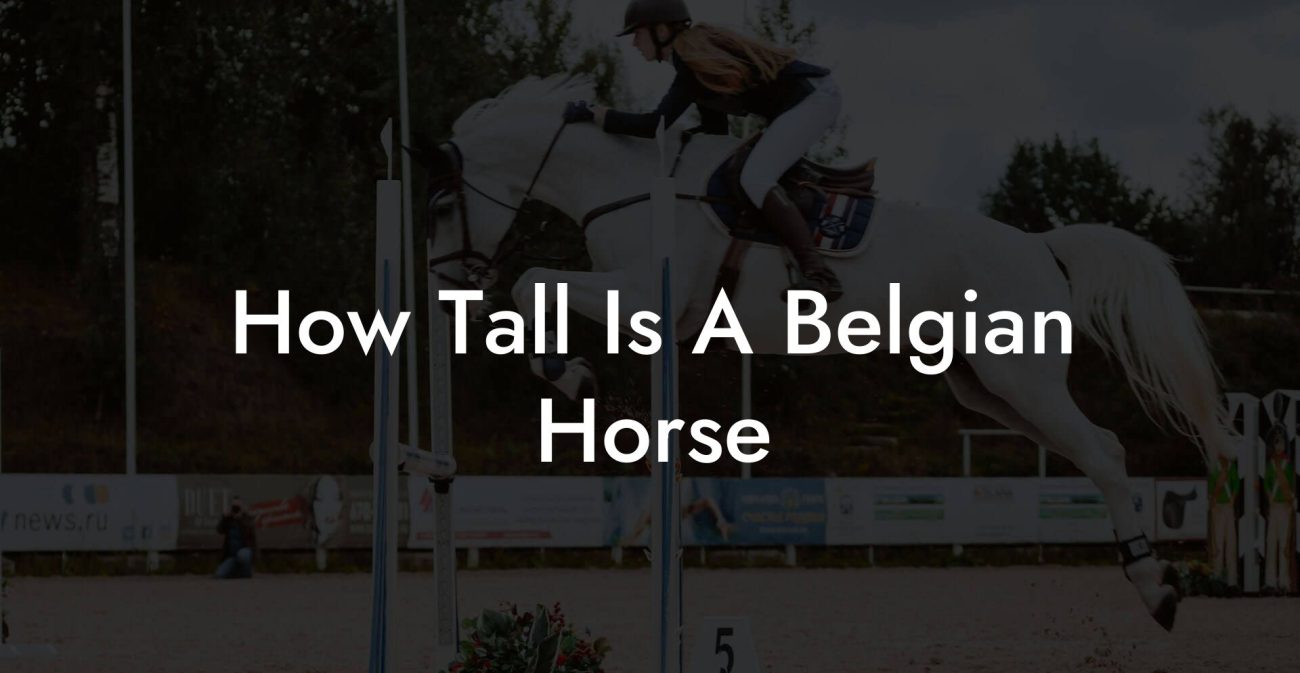 How Tall Is A Belgian Horse