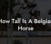 How Tall Is A Belgian Horse