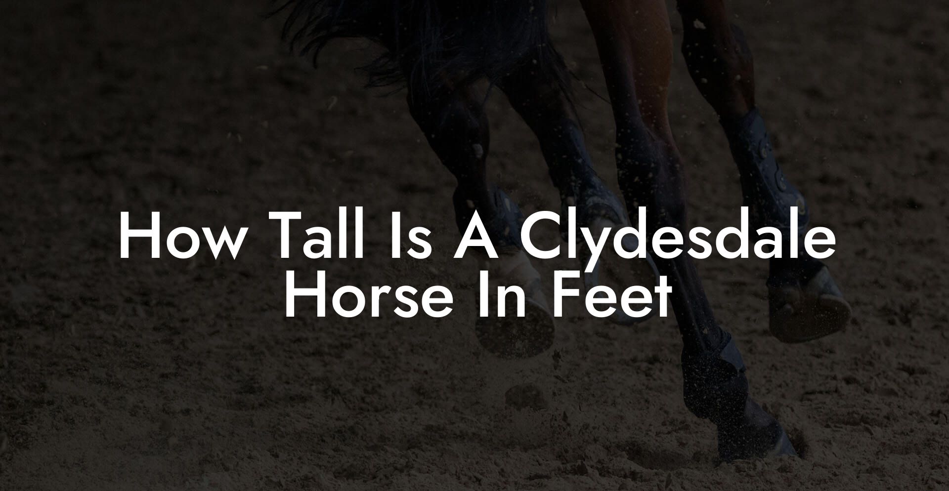 How Tall Is A Clydesdale Horse In Feet
