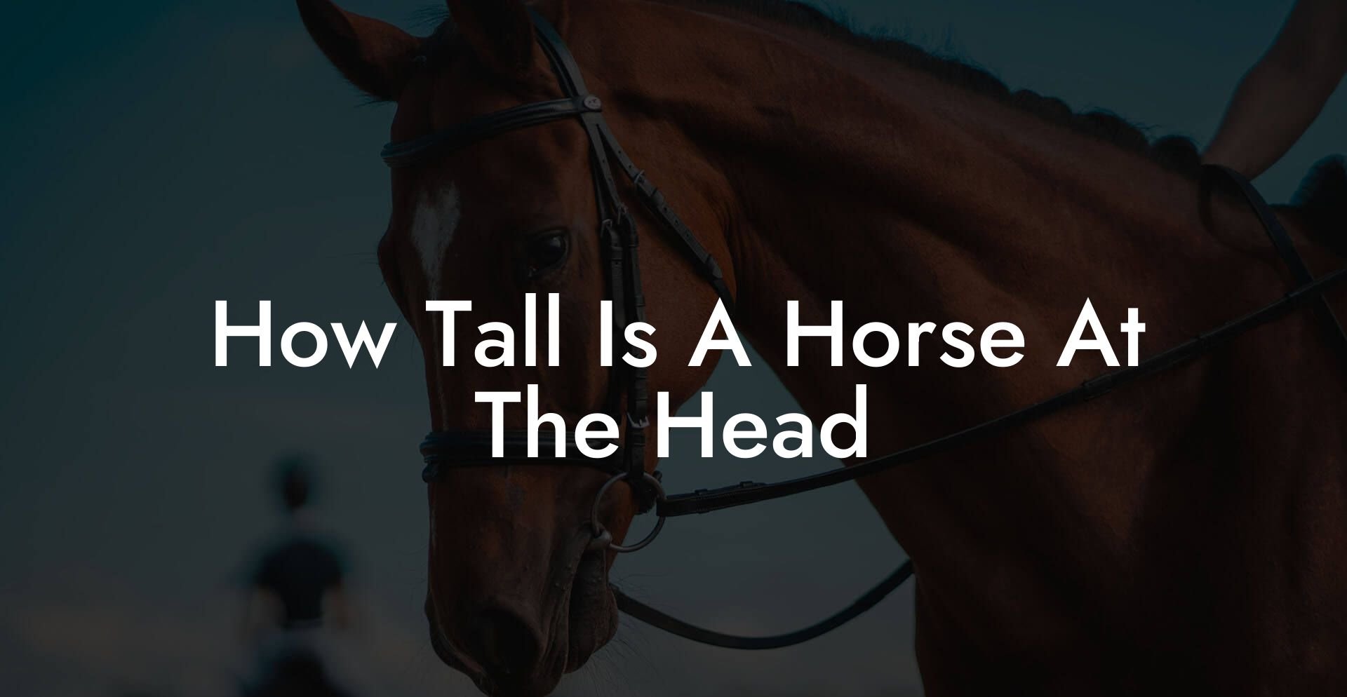 How Tall Is A Horse At The Head