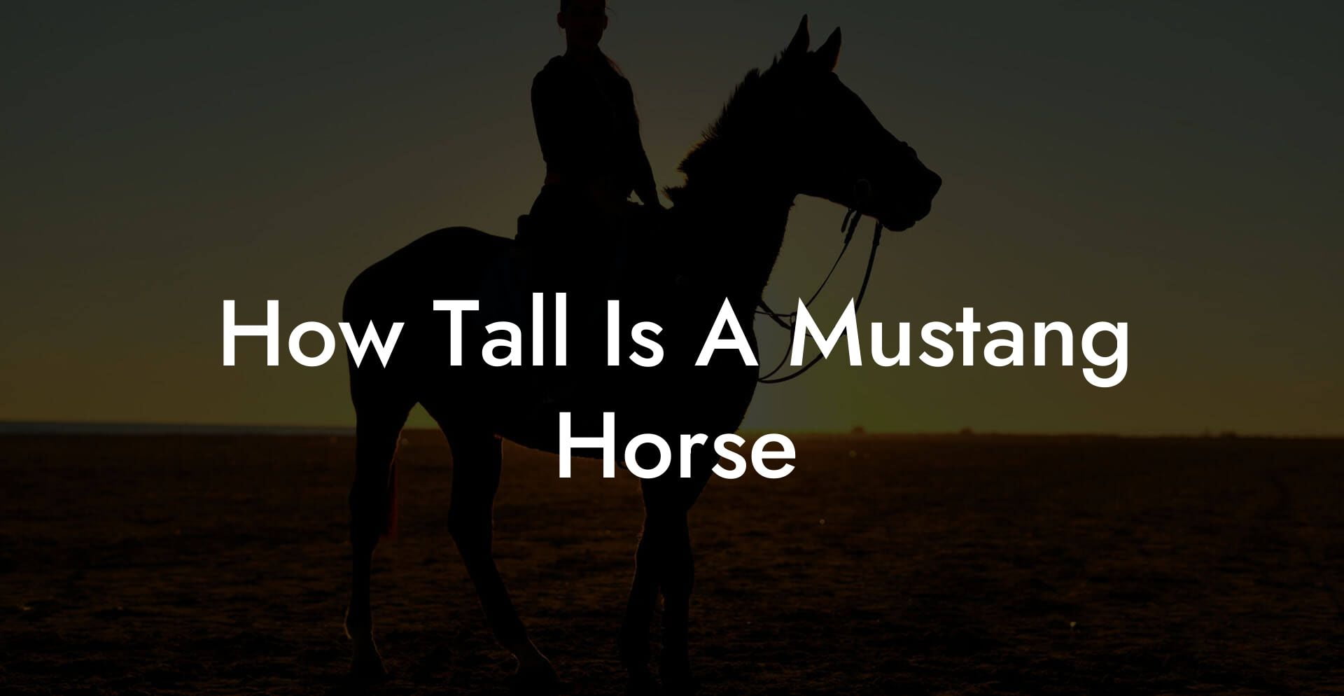 How Tall Is A Mustang Horse