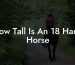 How Tall Is An 18 Hand Horse