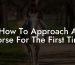 How To Approach A Horse For The First Time