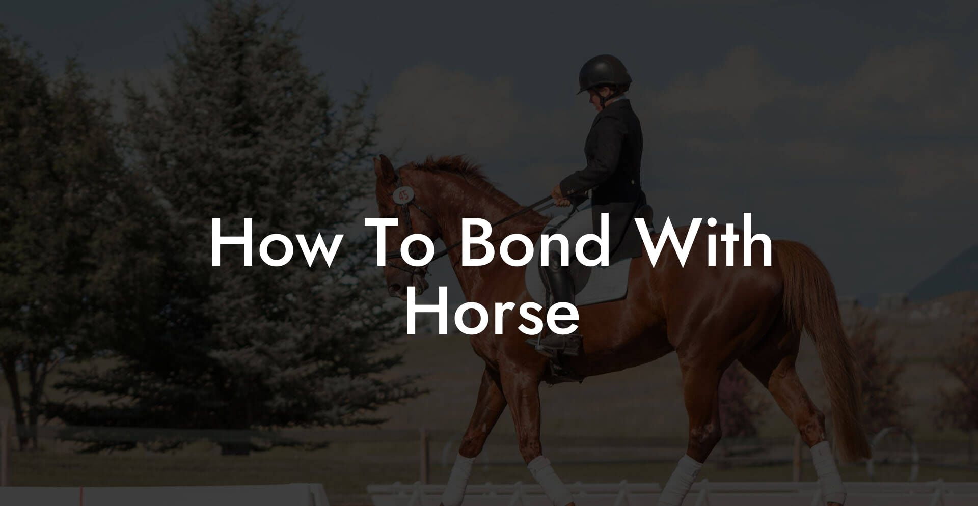 How To Bond With Horse