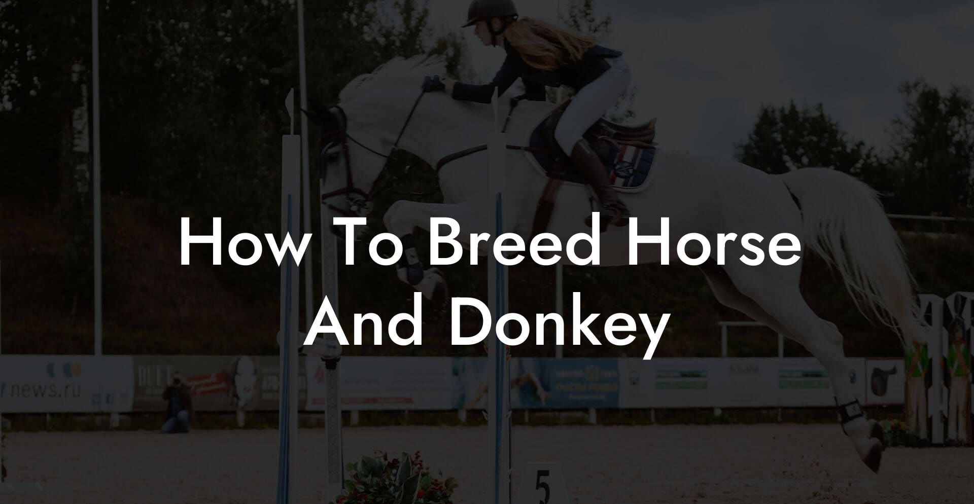 How To Breed Horse And Donkey