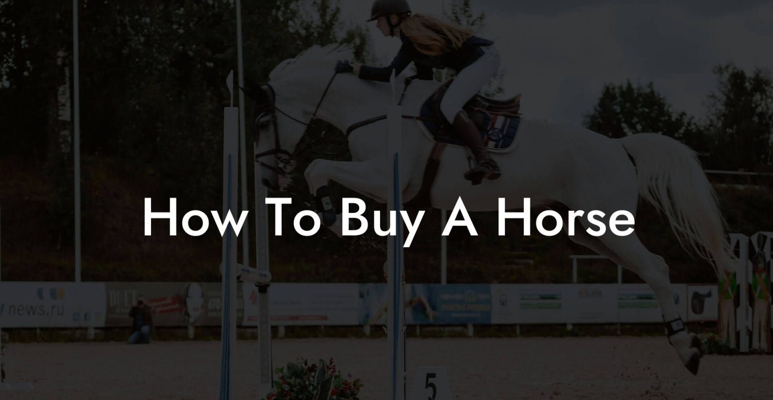 How To Buy A Horse How To Own a Horse