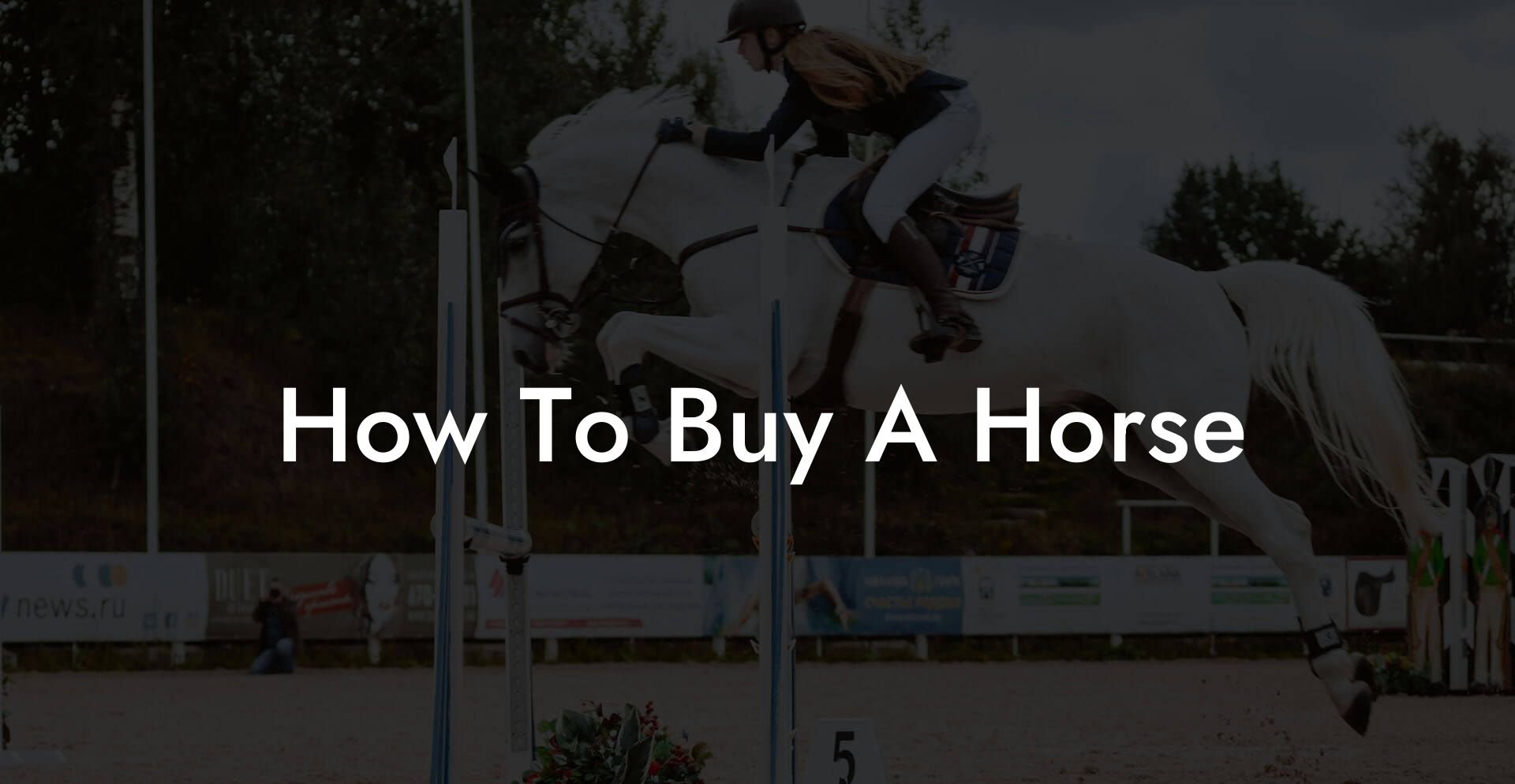 How To Buy A Horse