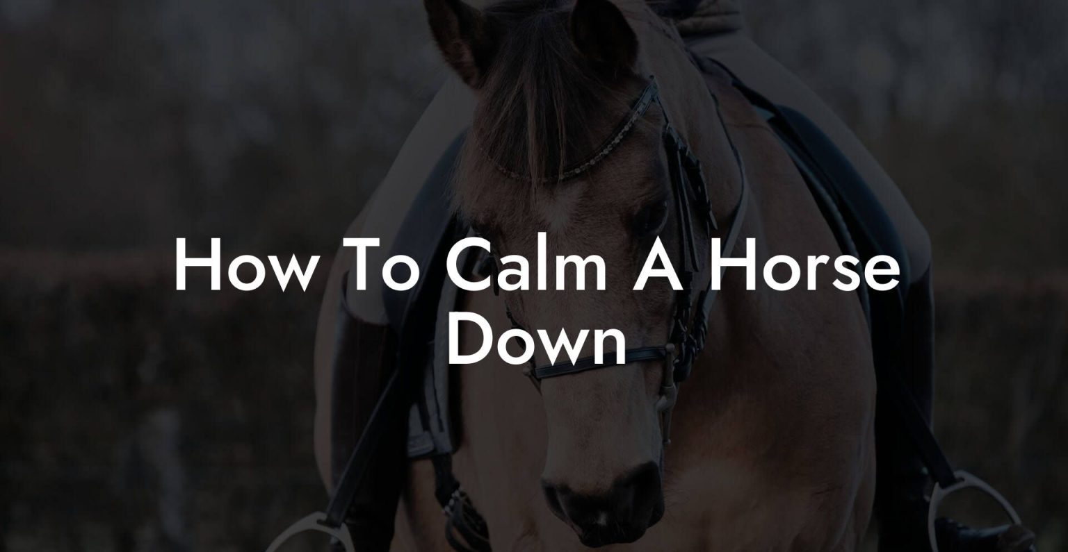 How To Calm A Horse Down How To Own a Horse