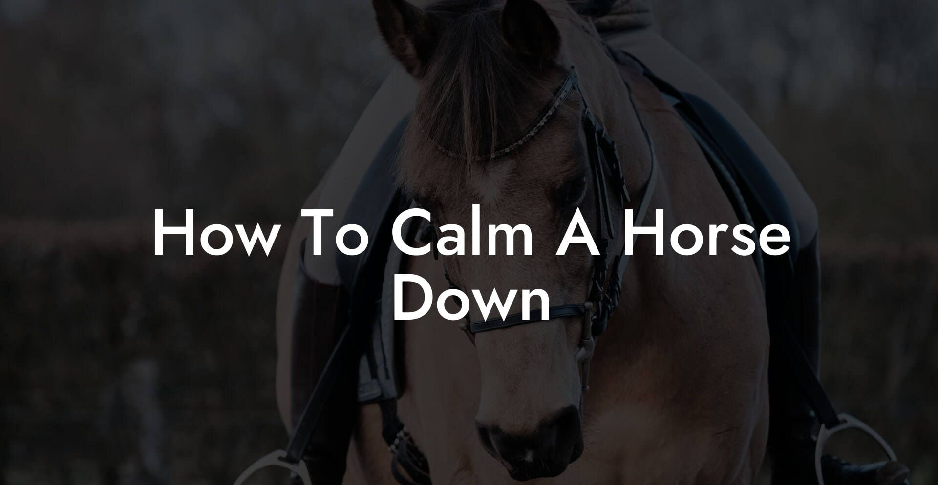 How To Calm A Horse Down