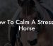 How To Calm A Stressed Horse