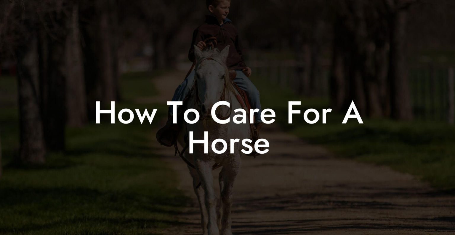 How To Care For A Horse How To Own a Horse