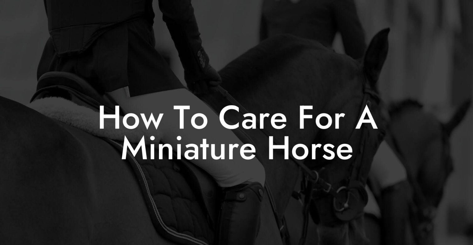 How To Care For A Miniature Horse How To Own a Horse