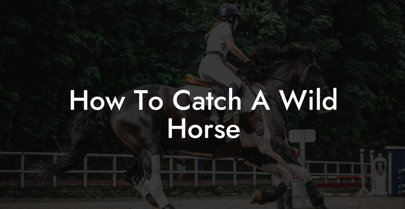 How To Catch A Wild Horse How To Own a Horse