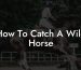 How To Catch A Wild Horse