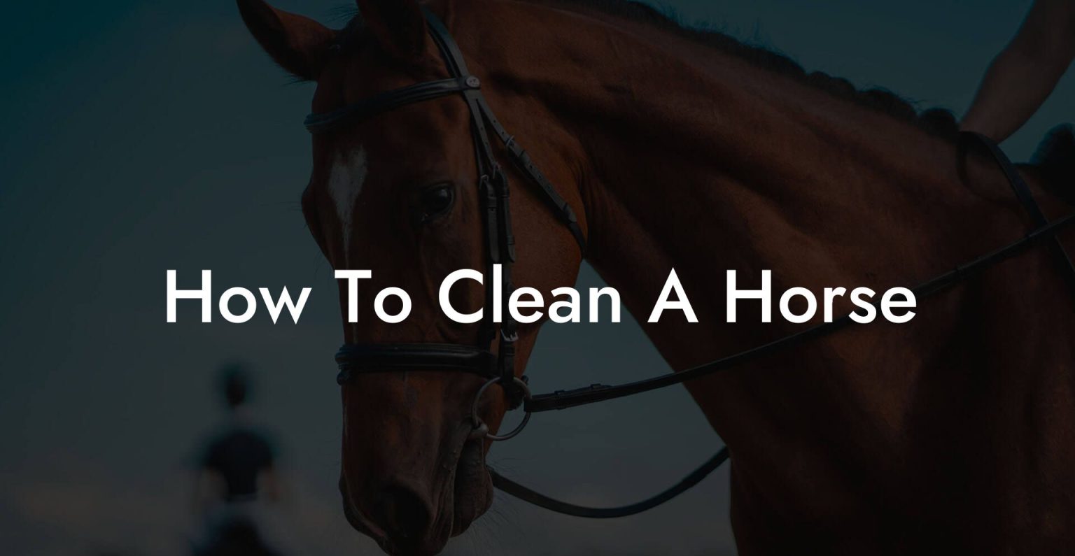 How To Clean A Horse How To Own a Horse