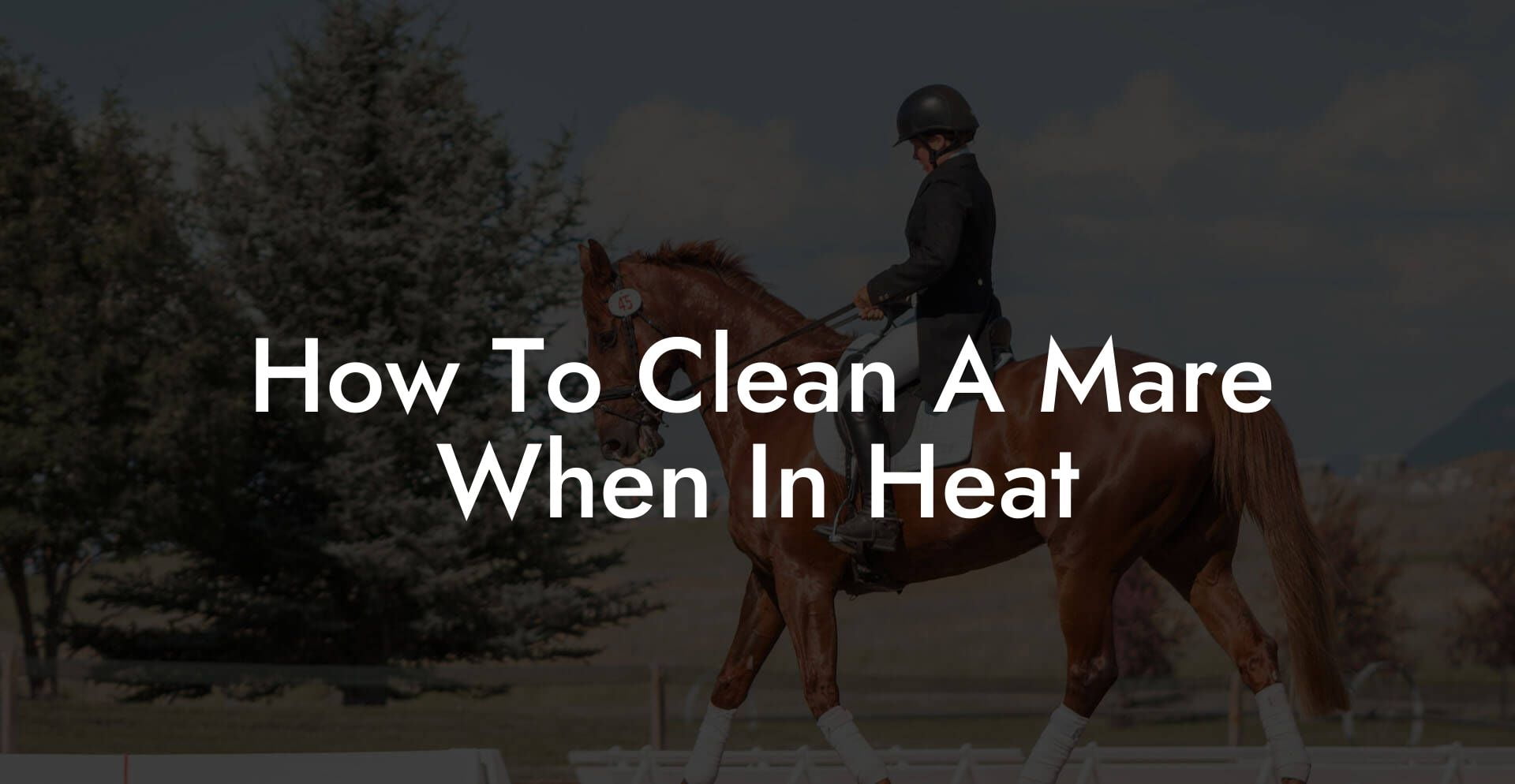 How To Clean A Mare When In Heat