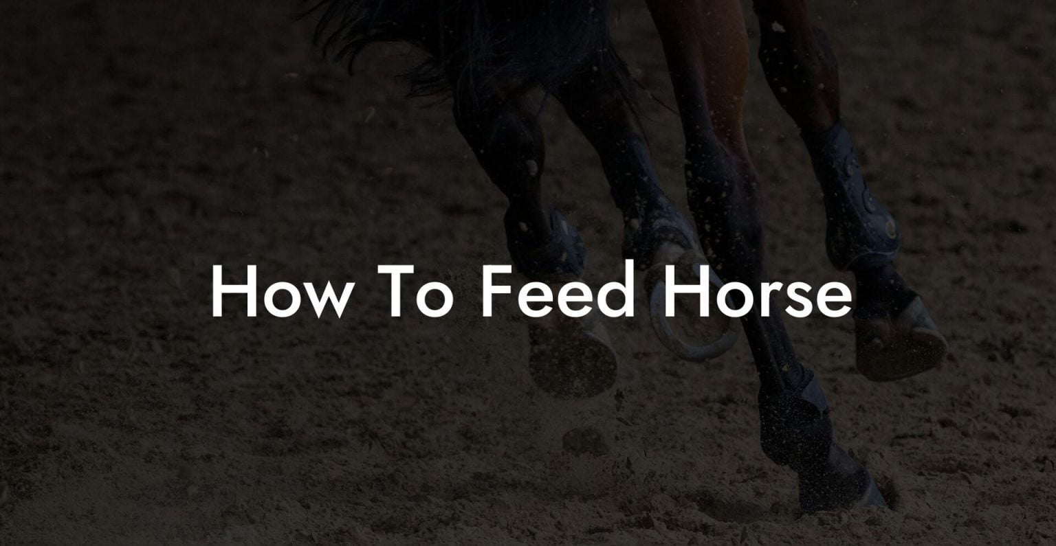 How To Feed Horse How To Own a Horse
