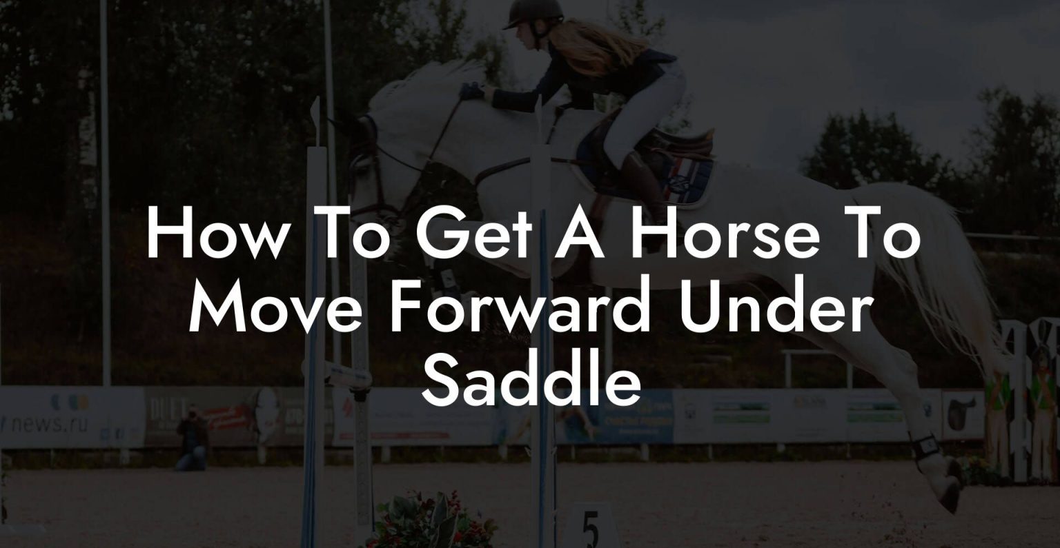 How To Get A Horse To Move Forward Under Saddle How To Own a Horse