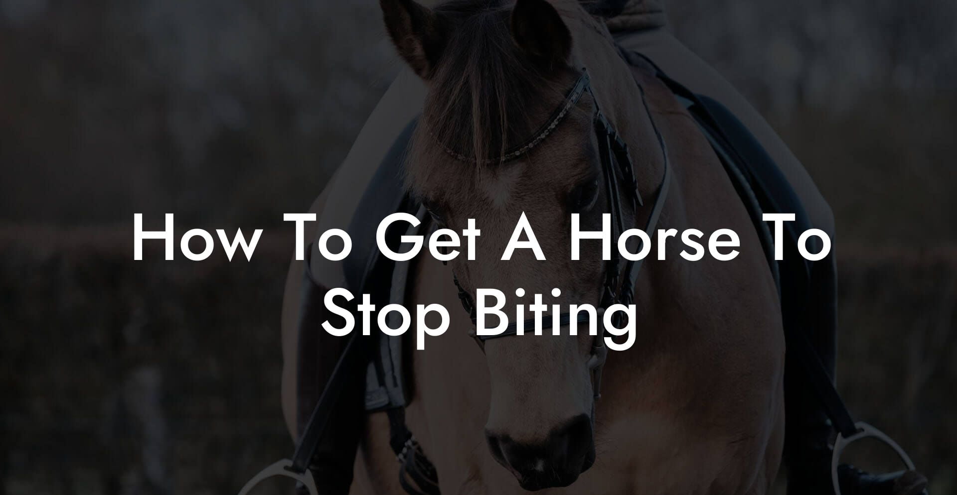 How To Get A Horse To Stop Biting